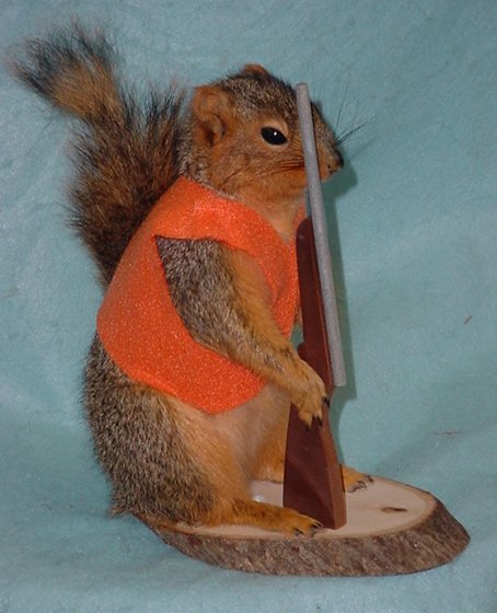 stuffed squirrel taxidermy for sale